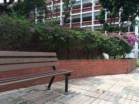 singapore community cats tampines ave