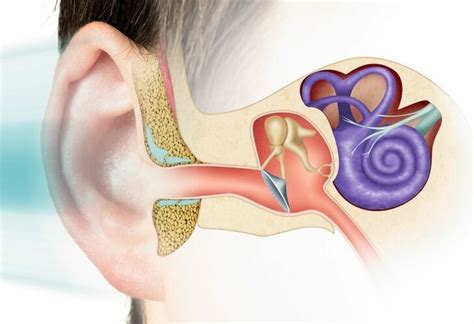 hoe werkt het gehoor en soorten gehoorverlies deventer ziekenhuis