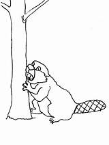 Coloring Beaver Pages Animals Beavers Kids Tree Colouring Animated Chewing Print Coloringpages1001 Library Clipart Advertisement Gifs sketch template