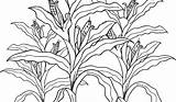 Corn Stalk Template Stalks Coloring Fall Printable Kids Williamson Ga Tablet sketch template