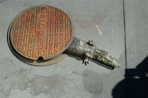 david dust  spotted  sewer alligator