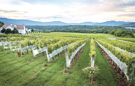 wineries  lodging  central virginia wine  country life