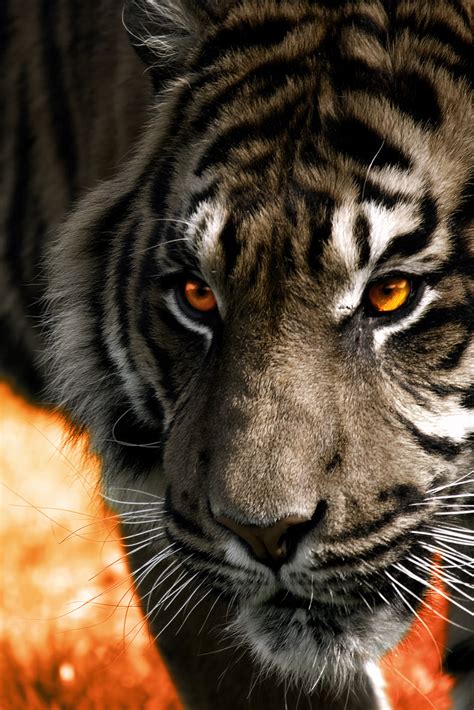spotted canvas orange tiger background