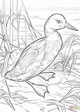 Coloring Loon Common Pages Printable Loons Bird Drawing Lake Getdrawings Supercoloring Categories sketch template