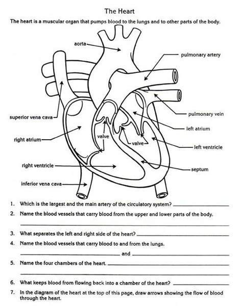 teach child   read human heart printable worksheets