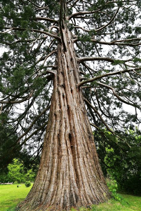 redwood tree pictures hd   images  unsplash