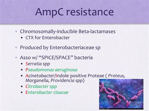 multidrug resistant bacteria powerpoint  id