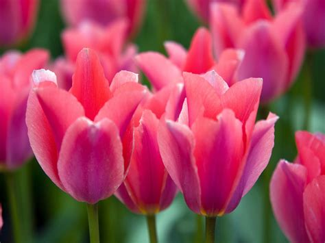 tulips  bloom