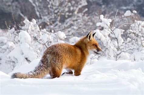 50 Shades Of White With A Touch Of Red New Winter Foxes