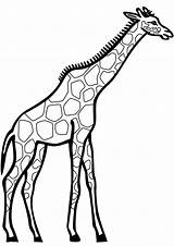 Giraffe Girafa Giraf Girafas Ausmalbilder Jirafa Bambini Giraffen Printable Colorare Desenhar Artes sketch template