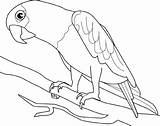 Parrot Papagaio Araras Animais Kolorowanki Papagei Loro Arara Galho Dibujos Papagayo Papugi Papugami Perroquet Luau Ptaki Papuga Ausdrucken Aves Loros sketch template