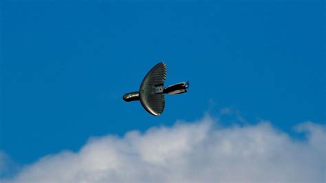 drone  stealthy      bird nova  pbs