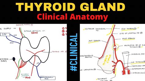 thyroid gland anatomy  clinical anatomy youtube