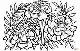 Marigold Tegninger Morgenfrue Marigolds Flowers Blomster Sketch Kategorier Supercoloring sketch template