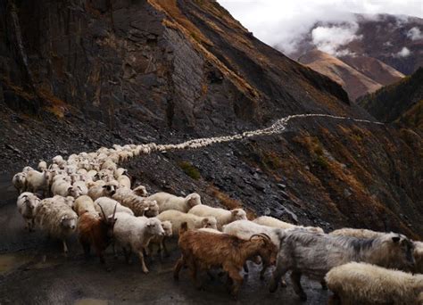 image result  sheep herd  shepherd mountains livestock guardian dog