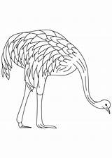 Emu Coloring Pages Farmed Printable Template Kids Print Color Getcolorings Birds sketch template