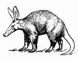 Aardvark Coloring Pages Printable Animals Sheet Animal sketch template