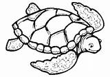 Tortue Coloriage Shell Turtles Eared Sheets Adult Clipartmag sketch template