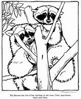 Raccoon Coloring Pages Zoo Animal Drawings Racoon Print Drawing Printable Sheets Animals Raccoons Kids Adult Grows Fern Red Where Color sketch template