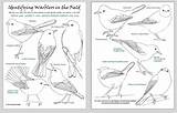 Warbler Coloring Warblers Yellow Identifying Pages Field Infographic Kids Sheet Nature Capture Screen Wildlife Designlooter Identification Caribbean Christine Elder Cheat sketch template