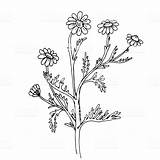 Medicinal Medicinales Chamomile Plants sketch template