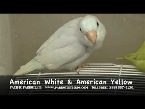 pacific parrotlet breeder talking parrotlets  sale youtube