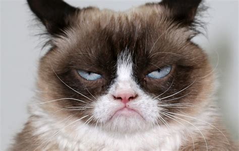 grumpy cat sued  coffee company  won