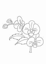 Orchid Coloring Pages Flower Drawing Outline Simple Kids Sheet Color Flowers Printable Turtlediary Getdrawings Print Sheets Colouring Dots Popular Progress sketch template