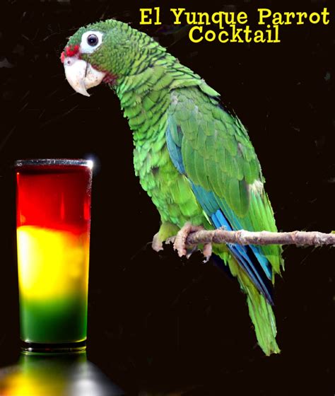 el yunque parrot  rum cocktail recipe puerto rico caribbean travel news