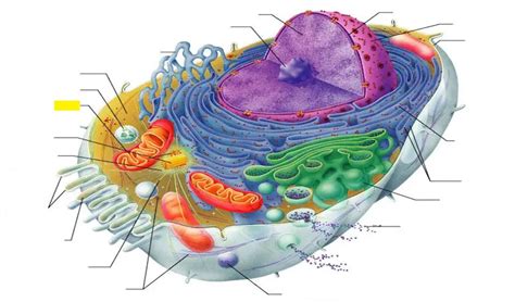 mitochondria  happy body formula