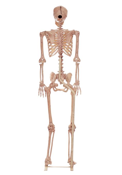 metal stand  lifesize skeletons
