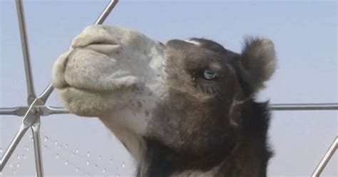 over 40 camels disqualified from saudi beauty contest over botox other