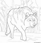 Wolf Gray Coloring Pages Crouching Printable Mexican Print Color Outline Drawings Draw Online Categories sketch template
