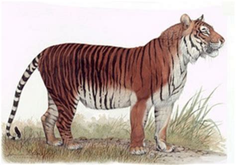 tiger panthera tigris facts  animals