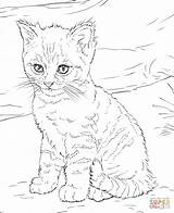 Kolorowanka Druku Kot Kolorowanki Kitten Darmowe Wydruku Supercoloring sketch template