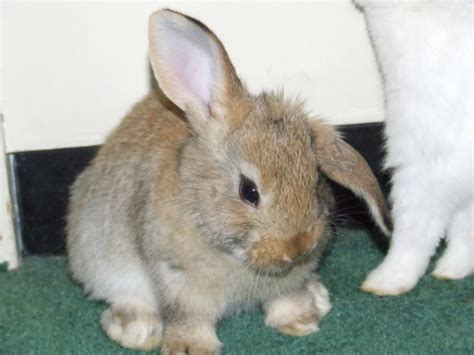 rabbit ears  floppy pethelpful