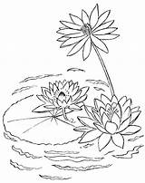 Lily Water Coloring Drawing Pages Lake Pad Lilies Plants Printable Flowers Embroidery Line Drawings Kids Book Color Painting Patterns Flower sketch template