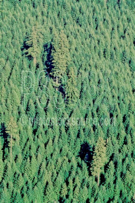 photo  douglas fir forest  photo stock source aerial oregon
