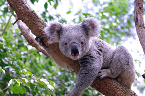 koala facts  kids australian animals marsupials