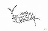 Centipede Coloring Pages Millipede Printable Color Template Drawings 1000 sketch template