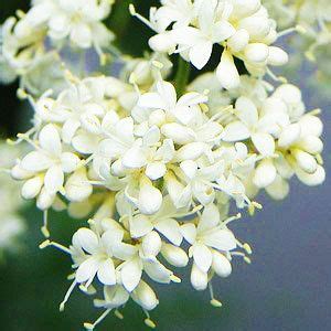 white silky japanese lilac flower seeds extremely fragrant clove