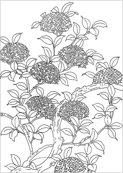 flowered tree flowers adult coloring pages