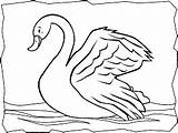 Cisne Cisnes Primeraescuela Swans sketch template