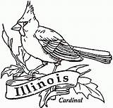 Cardinal Illinois Kardinal sketch template