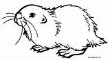 Guinea Pig Coloring Pages Realistic Kids Printable sketch template