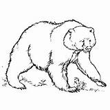 Kodiak Bear Coloring 230px 87kb sketch template