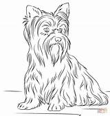 Coloring Pages Yorkshire Terrier Yorkie Dogs Puppy Dog Printable Fluffy Terriers Print Kolorowanki Ausmalbilder Supercoloring Adult Para Puppies Colorir Colouring sketch template