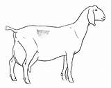 Dairy Colouring Goats Kanak Boer Kambing Koleksi Pewarna Printablecolouringpages sketch template