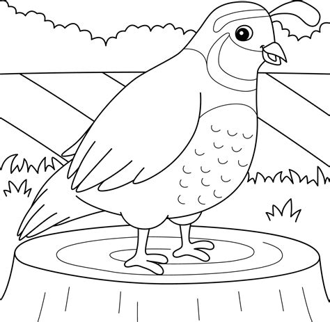 quail animal coloring page  kids  vector art  vecteezy