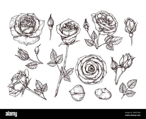 vintage rose sketch